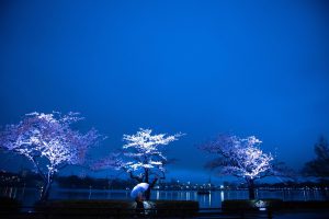 千波湖　桜　2　230326 (1 - 1)